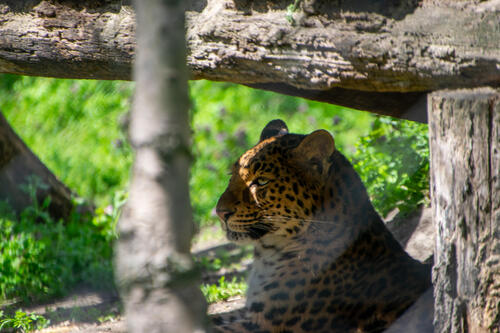 Leopard in shade